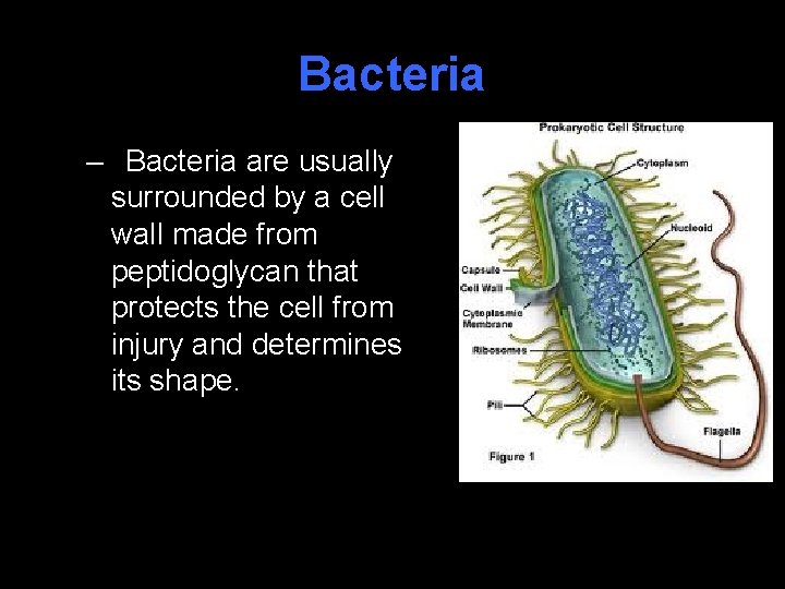 Bacteria – Bacteria are usually surrounded by a cell wall made from peptidoglycan that