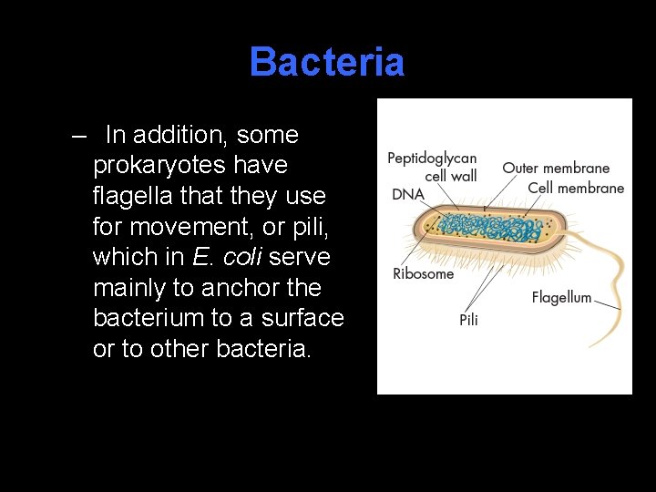 Bacteria – In addition, some prokaryotes have flagella that they use for movement, or