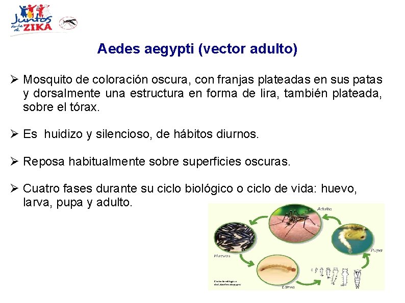 Aedes aegypti (vector adulto) Mosquito de coloración oscura, con franjas plateadas en sus patas