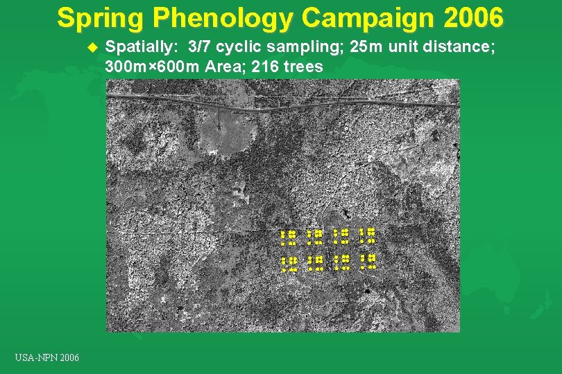 Spring Phenology Campaign 2006 u USA-NPN 2006 Spatially: 3/7 cyclic sampling; 25 m unit Spring Phenology Campaign 2006 u USA-NPN 2006 Spatially: 3/7 cyclic sampling; 25 m unit
