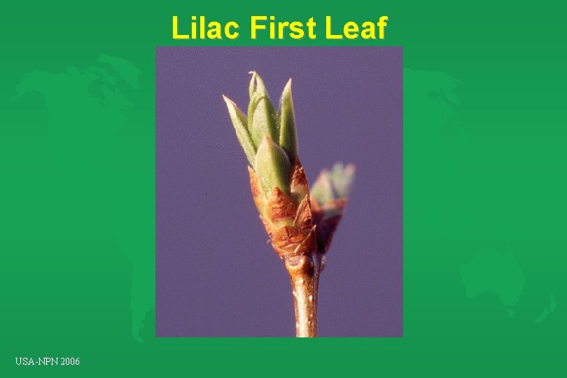 Lilac First Leaf USA-NPN 2006 Lilac First Leaf USA-NPN 2006