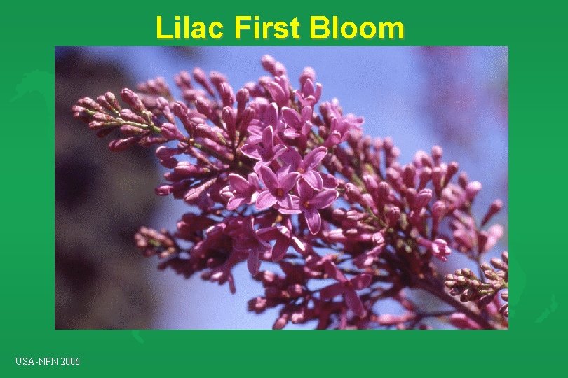 Lilac First Bloom USA-NPN 2006 Lilac First Bloom USA-NPN 2006