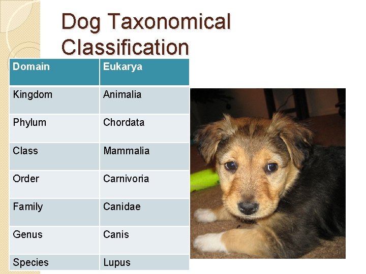 Dog Taxonomical Classification Domain Eukarya Kingdom Animalia Phylum Chordata Class Mammalia Order Carnivoria Family