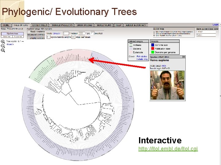 Phylogenic/ Evolutionary Trees Interactive http: //itol. embl. de/itol. cgi 