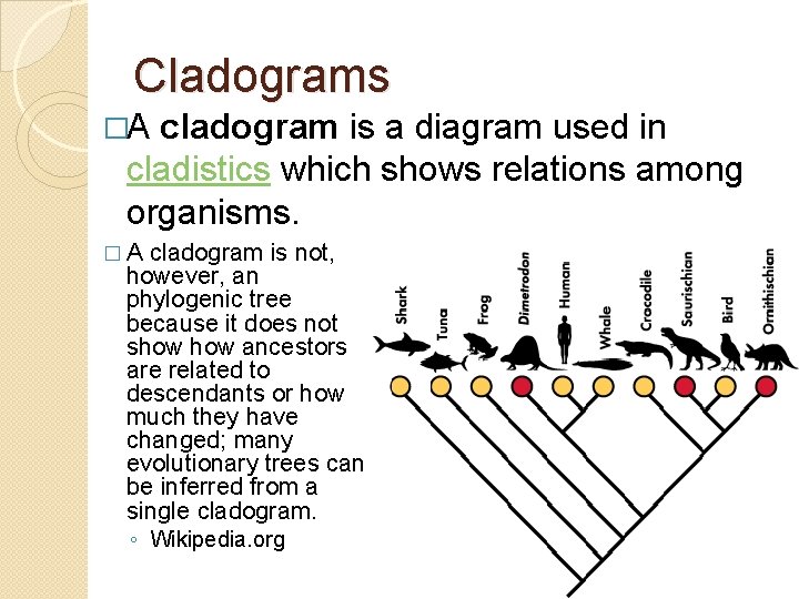 Cladograms �A cladogram is a diagram used in cladistics which shows relations among organisms.