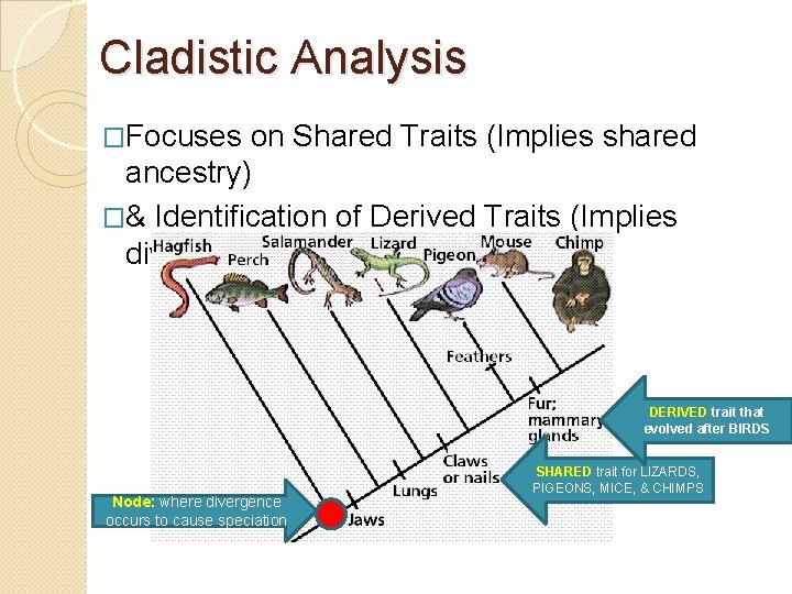 Cladistic Analysis �Focuses on Shared Traits (Implies shared ancestry) �& Identification of Derived Traits