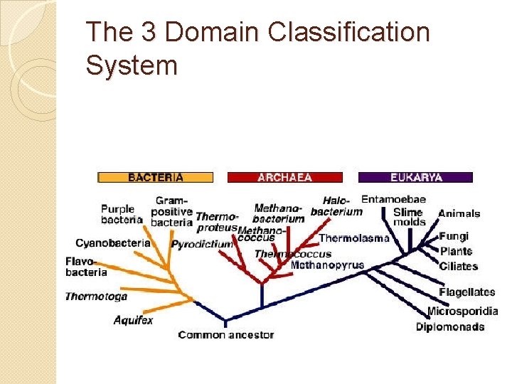 The 3 Domain Classification System 