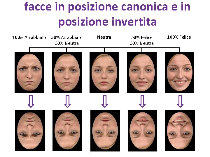 facce in posizione canonica e in posizione invertita 100% Arrabbiato 50% Neutra 50% Felice