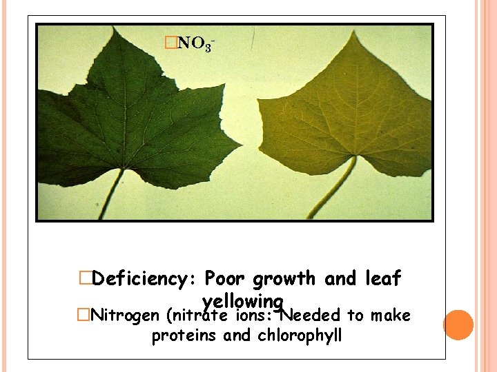 �NO 3 - �Deficiency: Poor growth and leaf yellowing �Nitrogen (nitrate ions: Needed to