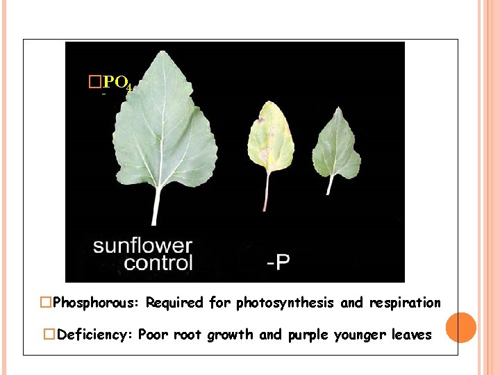 �PO 4 - � Phosphorous: Required for photosynthesis and respiration � Deficiency: Poor root