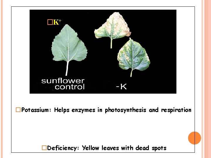 �K+ � Potassium: Helps enzymes in photosynthesis and respiration � Deficiency: Yellow leaves with