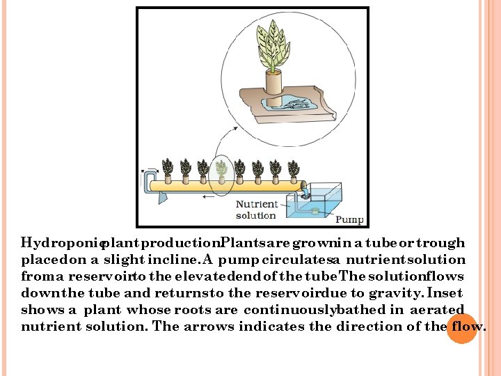 Hydroponicplant production. Plants are grownin a tube or trough placed on a slight incline.