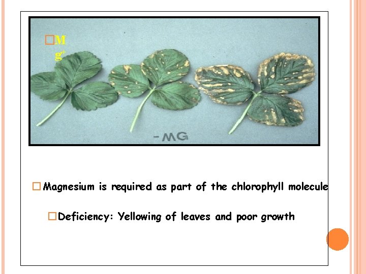 �M g+ � Magnesium is required as part of the chlorophyll molecule � Deficiency: