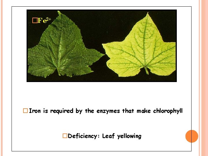 �Fe 2+ � Iron is required by the enzymes that make chlorophyll � Deficiency: