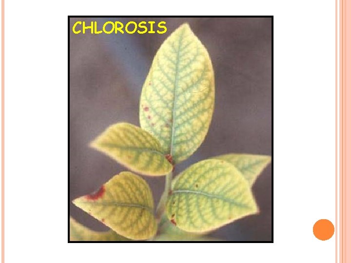 CHLOROSIS 