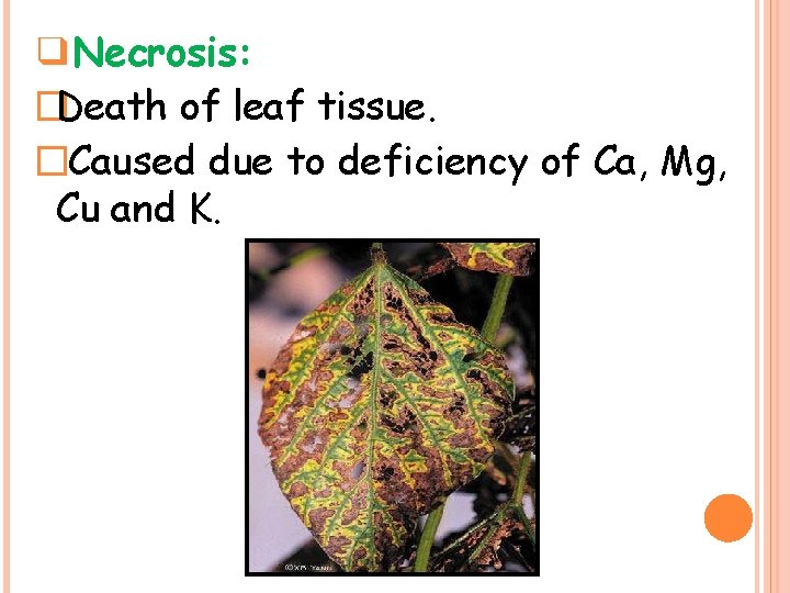 ❑Necrosis: �Death of leaf tissue. �Caused due to deficiency of Ca, Mg, Cu and