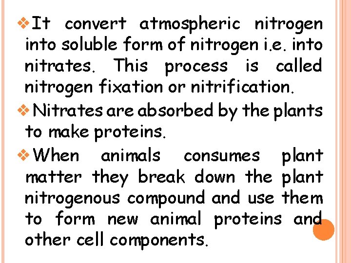 ❖It convert atmospheric nitrogen into soluble form of nitrogen i. e. into nitrates. This