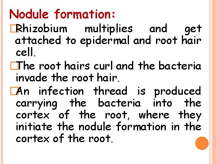 Nodule formation: �Rhizobium multiplies and get attached to epidermal and root hair cell. �The