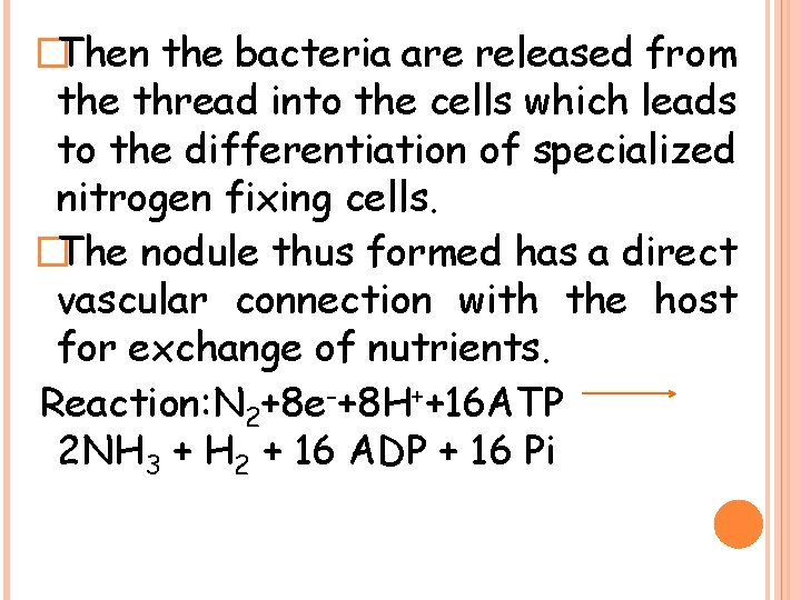 �Then the bacteria are released from the thread into the cells which leads to