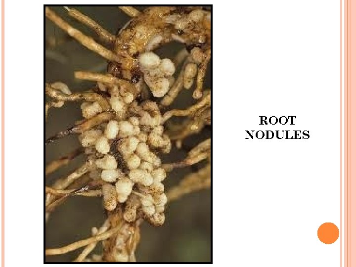 ROOT NODULES 