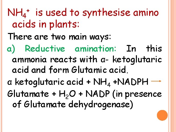 NH 4+ is used to synthesise amino acids in plants: There are two main