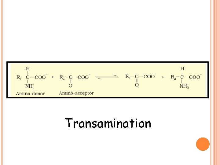 Transamination 