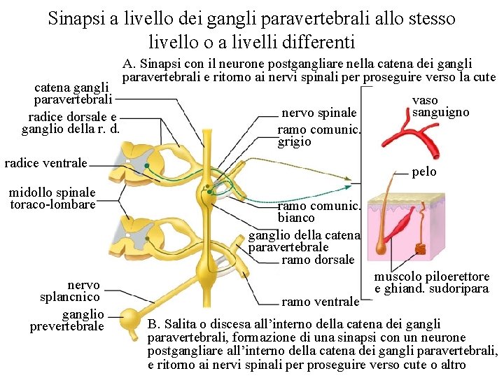 Sinapsi a livello dei gangli paravertebrali allo stesso livello o a livelli differenti catena