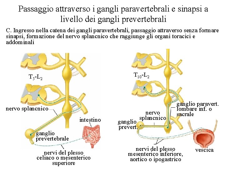 Passaggio attraverso i gangli paravertebrali e sinapsi a livello dei gangli prevertebrali C. Ingresso