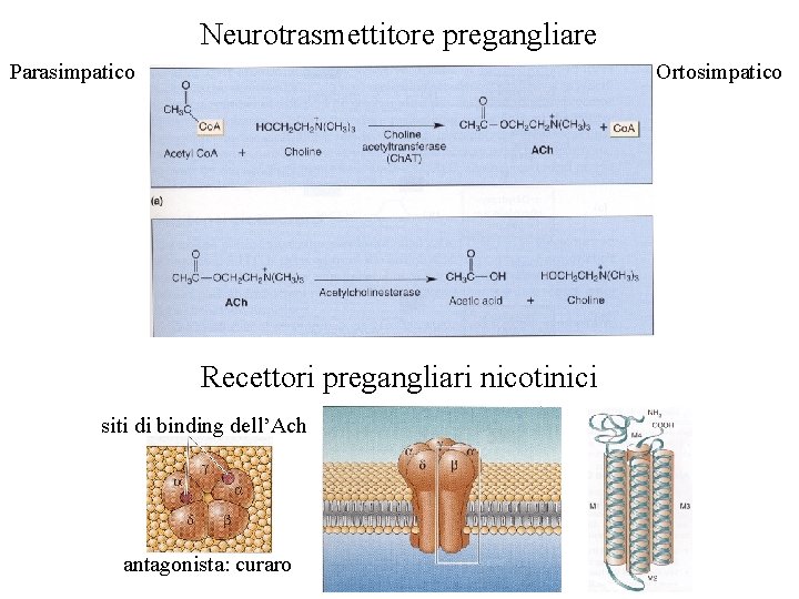 Neurotrasmettitore pregangliare Parasimpatico Ortosimpatico Recettori pregangliari nicotinici siti di binding dell’Ach antagonista: curaro 