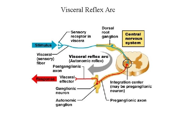 Visceral Reflex Arc 