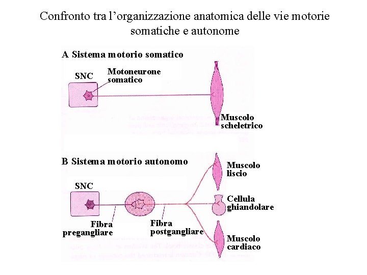 Confronto tra l’organizzazione anatomica delle vie motorie somatiche e autonome A Sistema motorio somatico