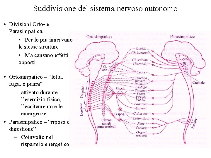 Suddivisione del sistema nervoso autonomo • Divisioni Orto- e Parasimpatica • Per lo più