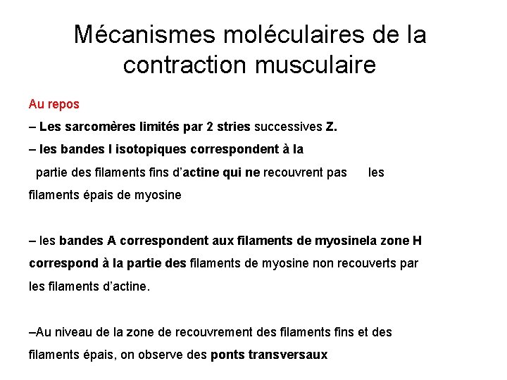 Mécanismes moléculaires de la contraction musculaire Au repos – Les sarcomères limités par 2