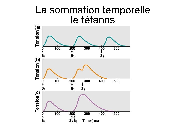 La sommation temporelle le tétanos 