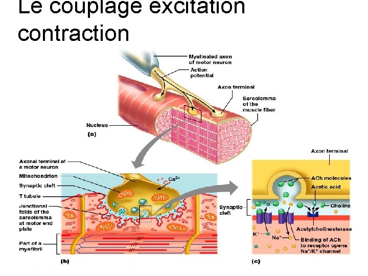 Le couplage excitation contraction 