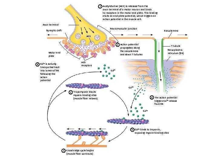 1 Acetylcholine (ACh) is released from the axon terminal of a motor neuron and