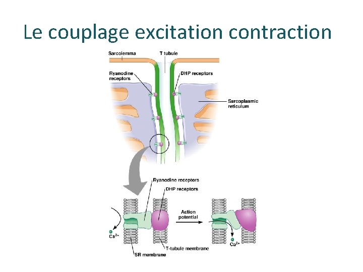 Le couplage excitation contraction 