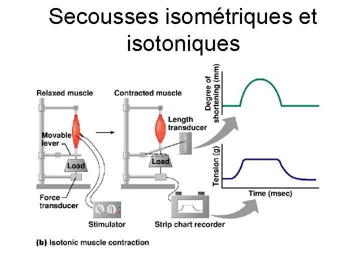 Secousses isométriques et isotoniques 