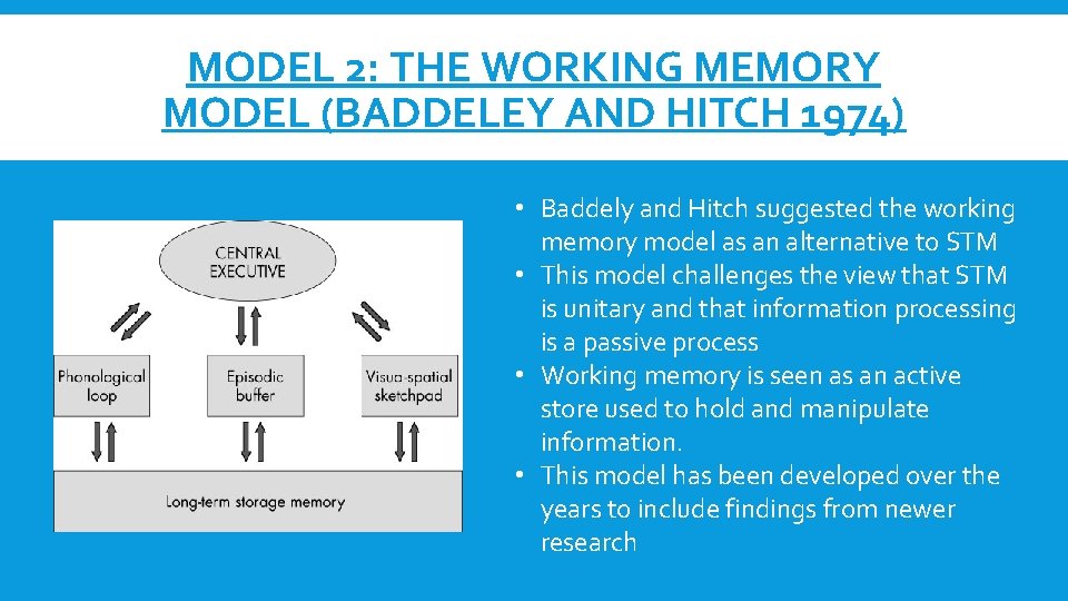 MODEL 2: THE WORKING MEMORY MODEL (BADDELEY AND HITCH 1974) • Baddely and Hitch