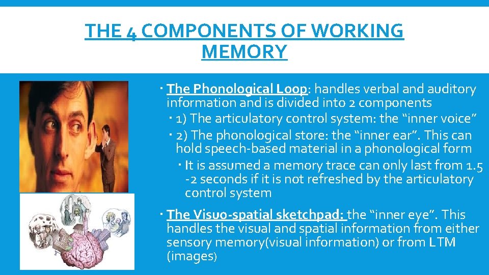 THE 4 COMPONENTS OF WORKING MEMORY The Phonological Loop: handles verbal and auditory information