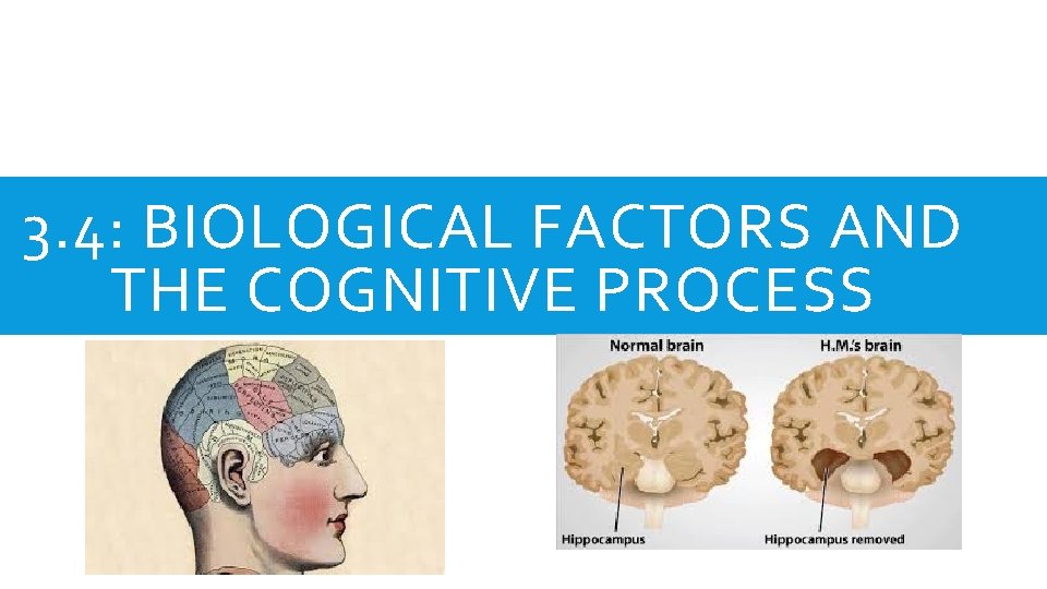 3. 4: BIOLOGICAL FACTORS AND THE COGNITIVE PROCESS 