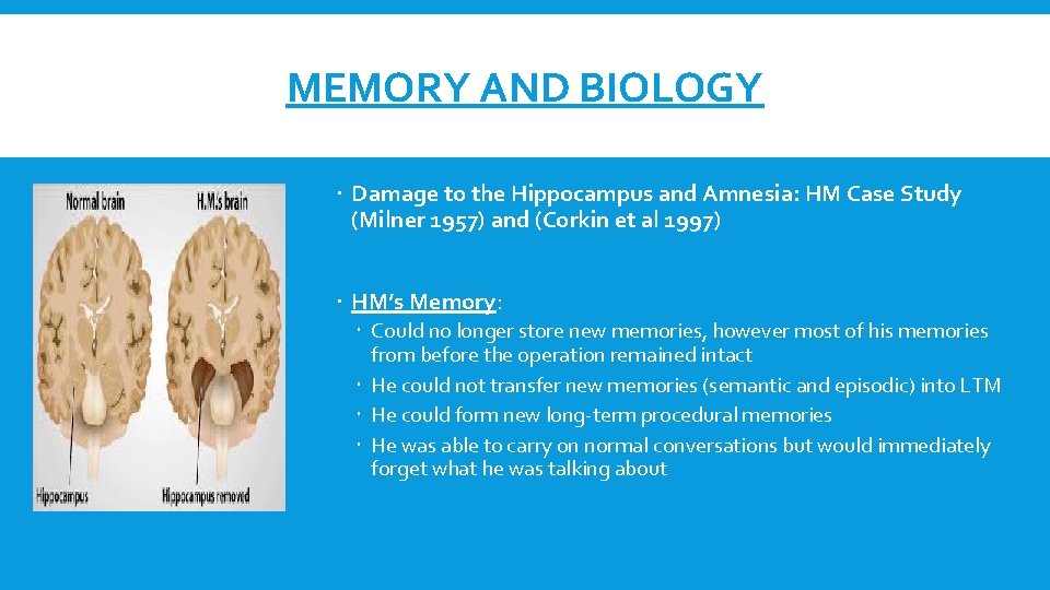 MEMORY AND BIOLOGY Damage to the Hippocampus and Amnesia: HM Case Study (Milner 1957)