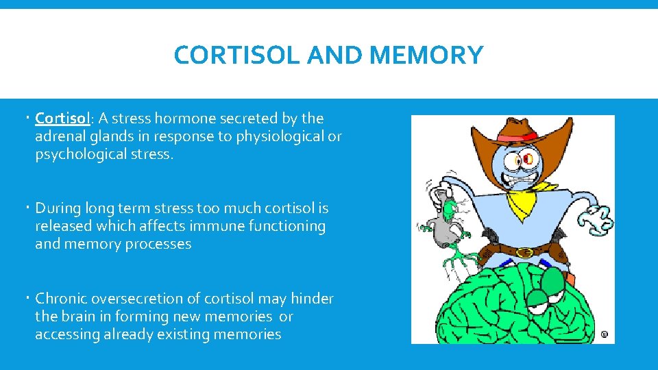 CORTISOL AND MEMORY Cortisol: A stress hormone secreted by the adrenal glands in response