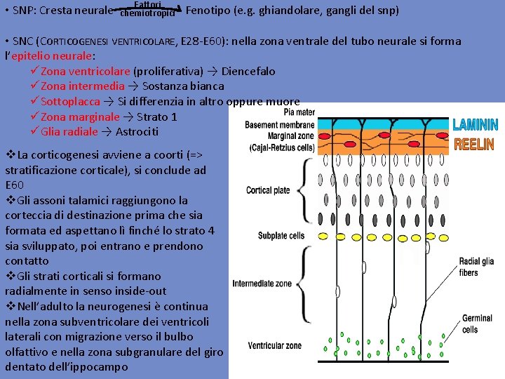  • SNP: Cresta neurale Fattori chemiotropici Fenotipo (e. g. ghiandolare, gangli del snp)