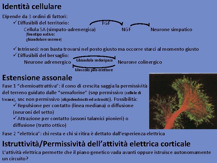 Identità cellulare Dipende da 3 ordini di fattori: üDiffusibili del territorio: Cellula SA (simpato-adrenergica)