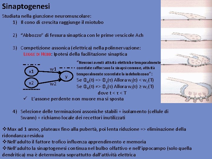 Sinaptogenesi Studiata nella giunzione neuromuscolare: 1) Il cono di crescita raggiunge il miotubo 2)