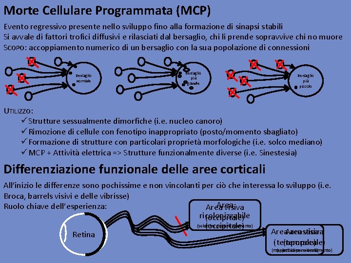 Morte Cellulare Programmata (MCP) Evento regressivo presente nello sviluppo fino alla formazione di sinapsi
