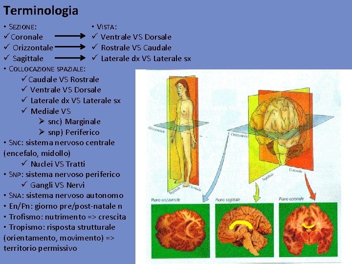 Terminologia • VISTA: • SEZIONE: ü Ventrale VS Dorsale üCoronale ü Rostrale VS Caudale