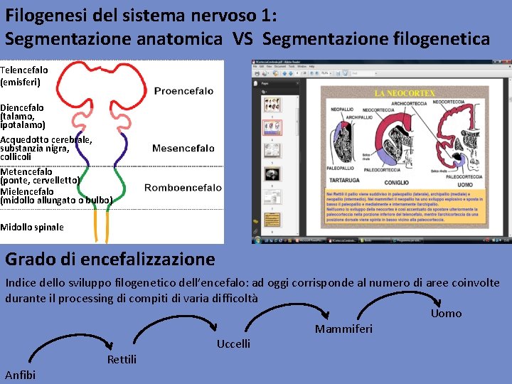 Filogenesi del sistema nervoso 1: Segmentazione anatomica VS Segmentazione filogenetica Telencefalo (emisferi) Diencefalo (talamo,