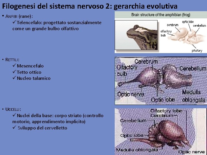 Filogenesi del sistema nervoso 2: gerarchia evolutiva • ANFIBI (rane): üTelencefalo: progettato sostanzialmente come